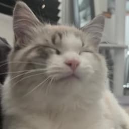 KUMA