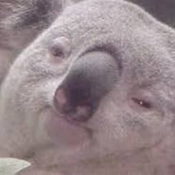 Koala Wu