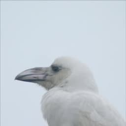 Sirogaras